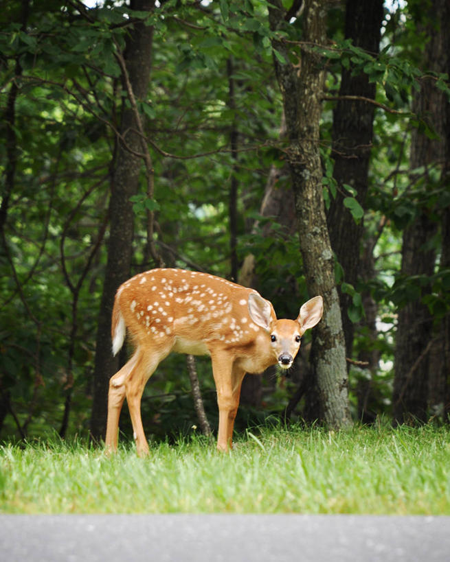 无人,竖图,室外,白天,鹿,野生动物,加拿大,斑点,草,树,动物,摄影,肖像,小鹿,彩图,好奇心