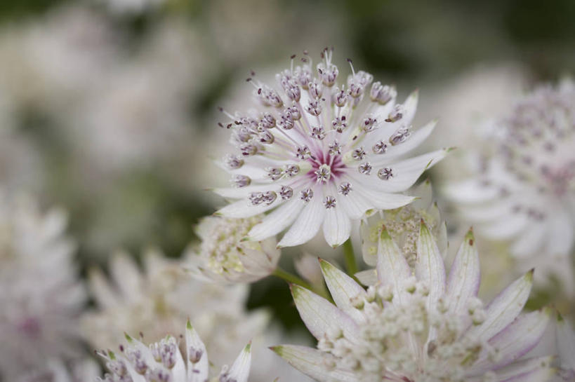无人,横图,室外,特写,白天,植物,英国,挪威,欧洲,首都,花,花瓣,绿色,自然,摄影,生长,成长,园林,脆弱,斯堪的纳维亚,清新,北欧,斯堪的那维亚,斯堪的那维亚半岛,斯堪的纳维亚半岛,盖伦格峡湾,奥斯陆,挪威王国,彩图,海尔西特