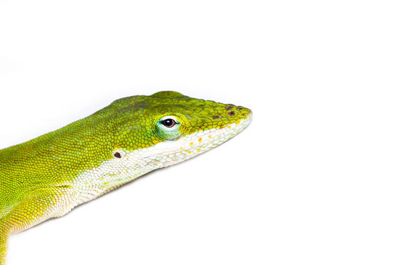无人,横图,白色背景,野生动物,蜥蜴,美国,绿色,摄影,部分,阿拉巴马州,安乐蜥,彩图,影棚拍摄