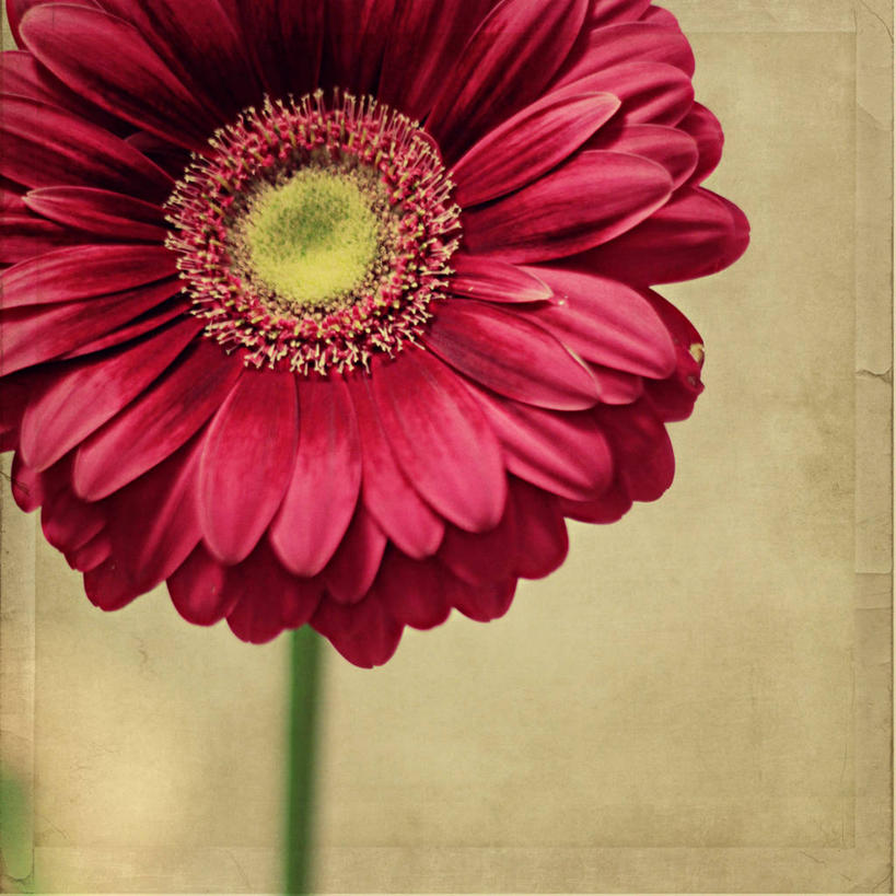 无人,方图,室外,特写,白天,加拿大,非洲雏菊,花瓣,粉色,摄影,脆弱,雄蕊,清新,彩图