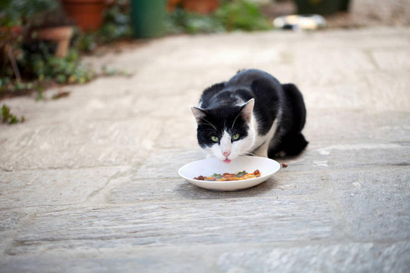 无人,横图,室外,白天,宠物,猫,意大利,排骨,家畜,舔,摄影,肖像,彩图