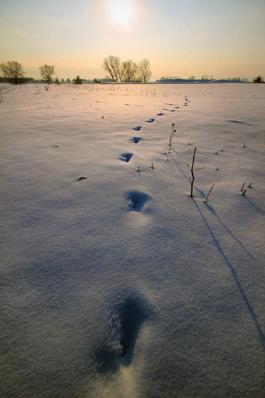无人,竖图,室外,日出,太阳,雪,日光,意大利,沙子,云,树,天空,自然,寒冷,摄影,宁静,爪印,彩图