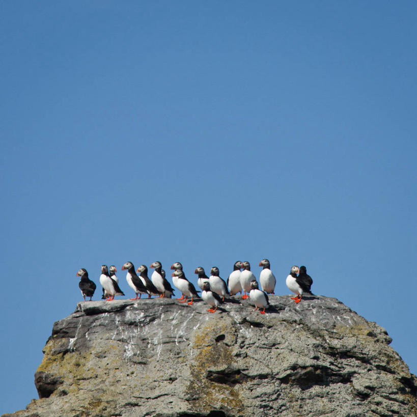 无人,方图,室外,白天,留白,野生动物,一群,许多,鸟类,很多,摄影,栖息,角嘴海雀,万里无云,岩石,彩图