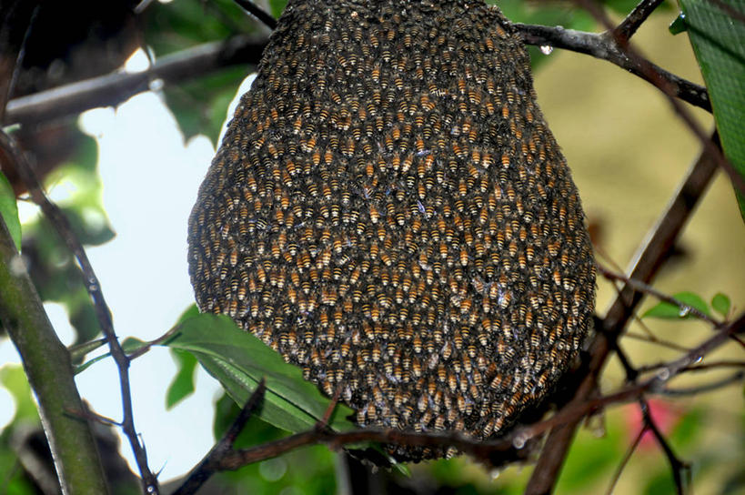 无人,横图,室外,特写,白天,野生动物,蜜蜂,菲律宾,一群,许多,丰富,昆虫,枝,很多,树,摄影,蜂箱,巴拉望,彩图