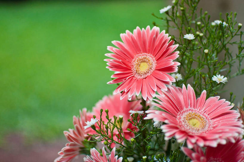 无人,横图,室外,白天,婚礼,庆祝,茎,花,粉色,自然,摄影,脆弱,清新,彩图