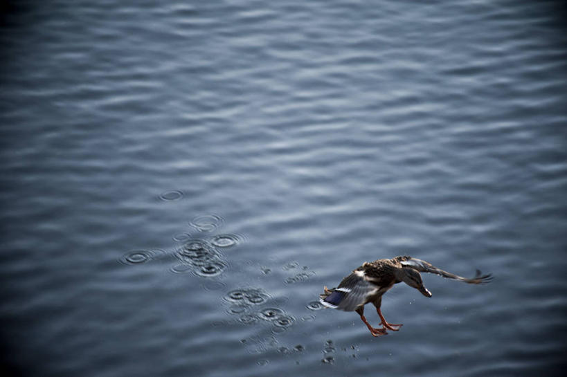 无人,横图,室外,白天,野生动物,美国,波纹,鸟类,鸭子,池塘,水滴,着陆,自然,摄影,彩图