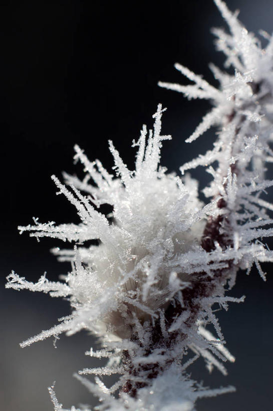 无人,竖图,室外,特写,白天,德国,花,摄影,脆弱,清新,巴伐利亚,彩图,褪色柳