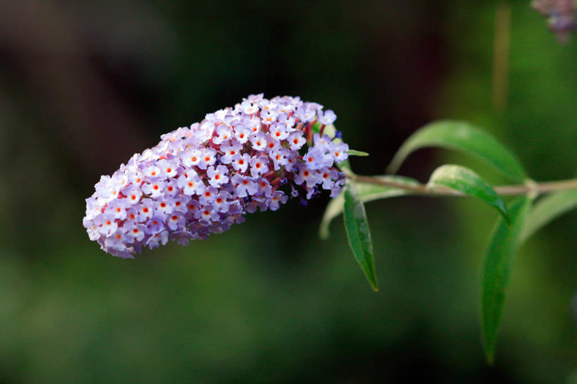 无人,横图,室外,特写,美景,意大利,盛开,景观,花蕾,花,花瓣,花朵,鲜花,自然,黄昏,花苞,花蕊,景色,摄影,园林,脆弱,清新,自然风光,醉鱼草,彩图