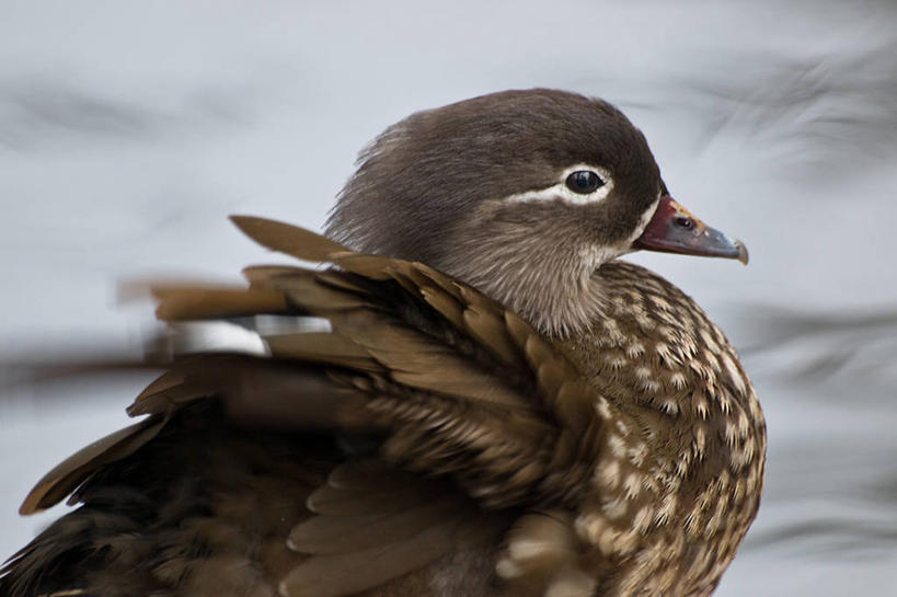 无人,横图,室外,特写,白天,侧面,野生动物,鸳鸯,德国,鸟类,鸭子,首都,柏林,摄影,彩图