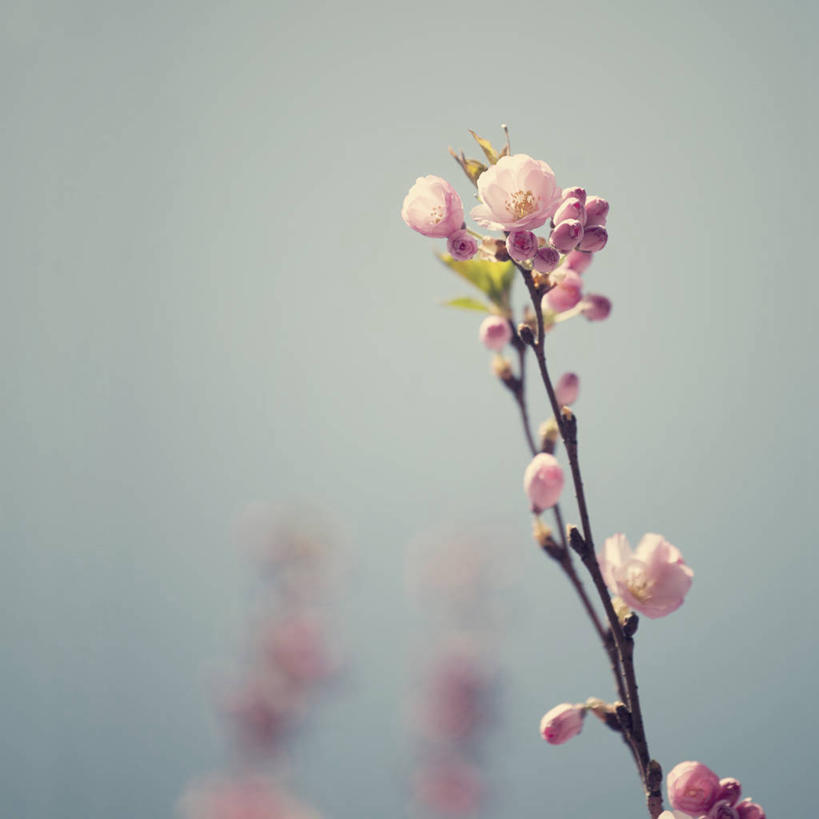 方图,荷兰,摄影