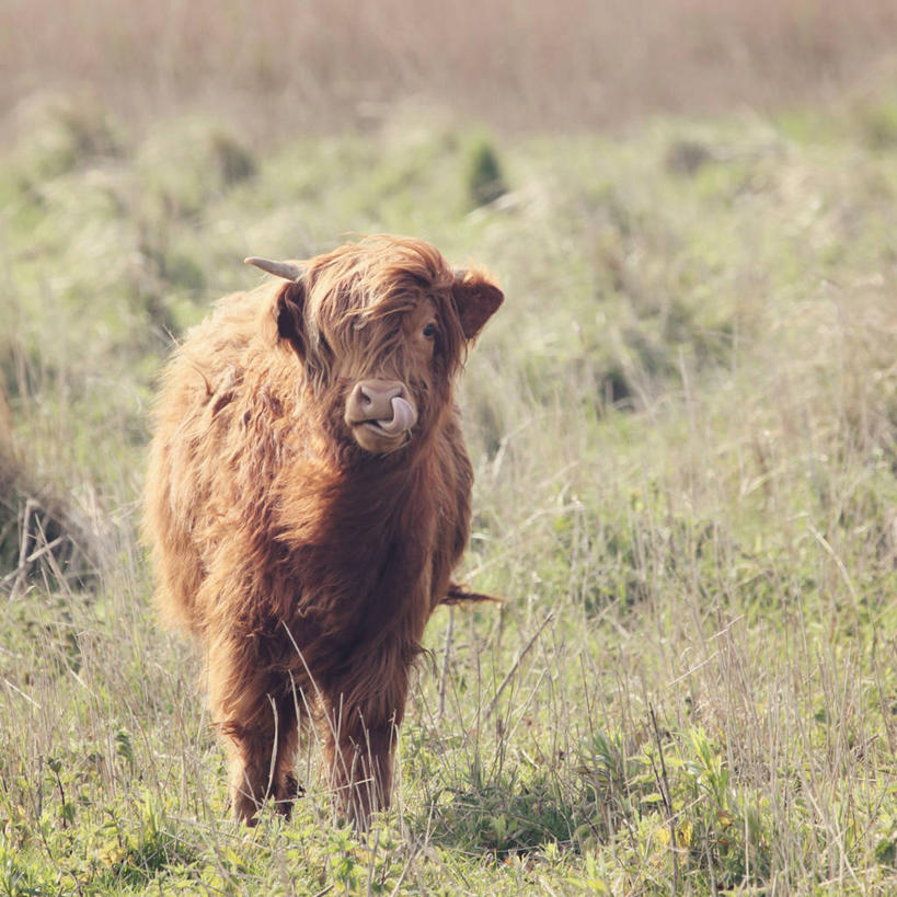 无人,站,方图,室外,白天,牛,荷兰,褐色,草,动物,家畜,摄影,牲畜,肖像,母牛,彩图,家牛
