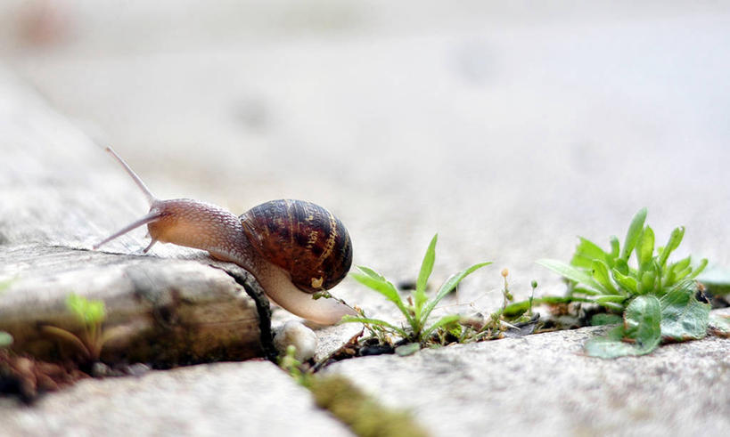 无人,横图,室外,特写,白天,野生动物,荷兰,蜗牛,摄影,彩图