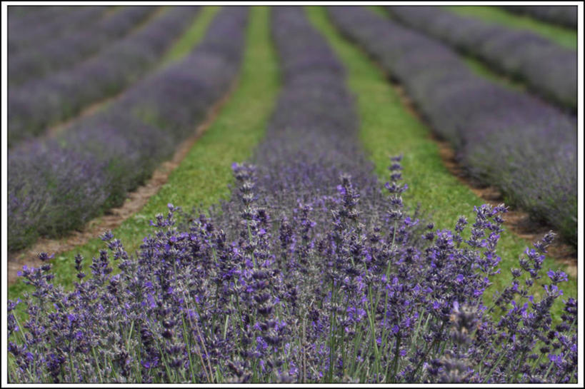 无人,横图,室外,白天,爱情,加拿大,一排,整齐,田地,浪漫,花,排列,香草,薰衣草,摄影,生长,队列,清新,呼吸,灵香草,黄香草,奇迹,魁北克,彩图