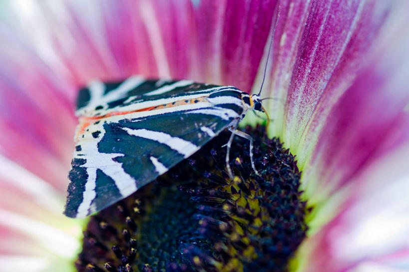 无人,横图,室外,特写,白天,向日葵,野生动物,法国,昆虫,粉色,自然,摄影,脆弱,蛾,清新,喂养,彩图
