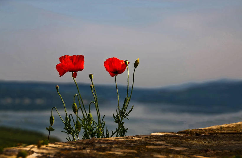 无人,横图,室外,特写,意大利,茎,树皮,花,红色,天空,黄昏,摄影,脆弱,清新,撒丁岛,彩图