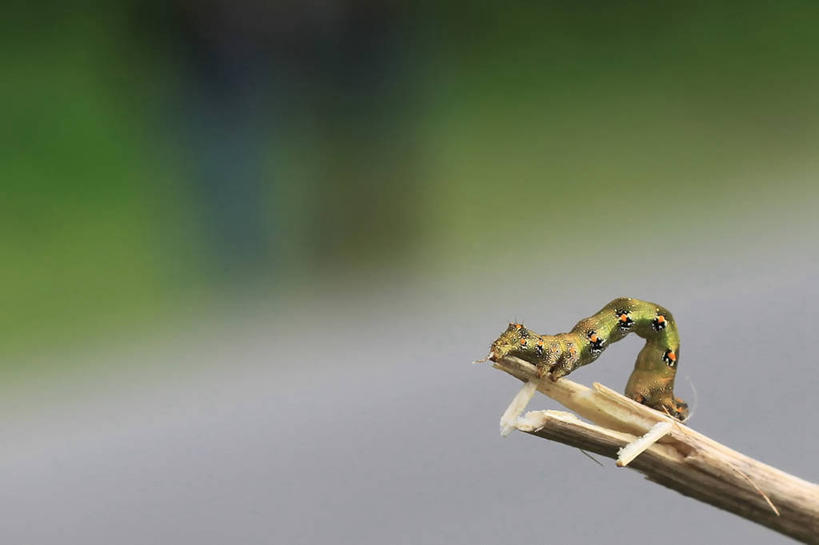 无人,横图,室外,特写,白天,野生动物,孟加拉国,亚洲,昆虫,红色,绿色,自然,爬,摄影,南亚,孟加拉人民共和国,吉大港