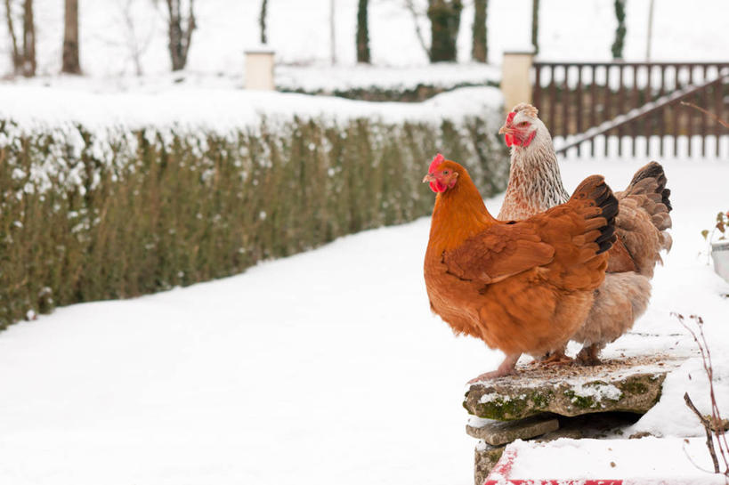 无人,站,横图,室外,白天,雪,鸡,法国,鸟类,冬天,家禽,树,动物,两只,家畜,寒冷,摄影,牲畜,母鸡,彩图