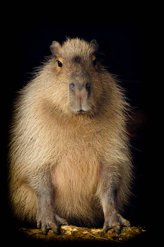 无人,坐,竖图,室外,特写,夜晚,正面,野生动物,英国,黑色背景,摄影,水豚,彩图