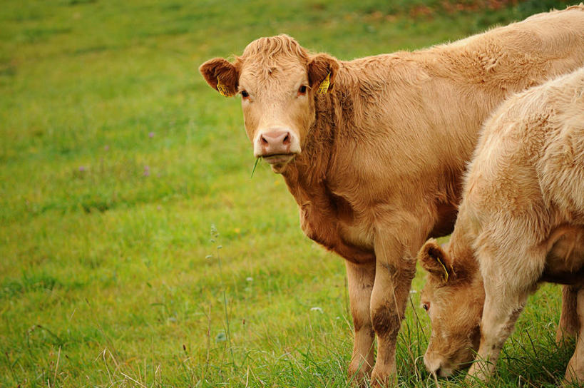 横图,德国,摄影