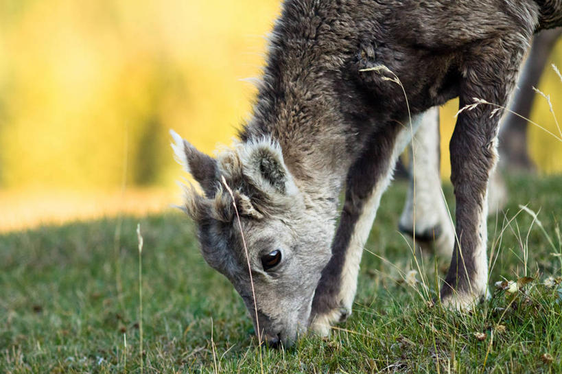 横图,加拿大,摄影,亚伯达