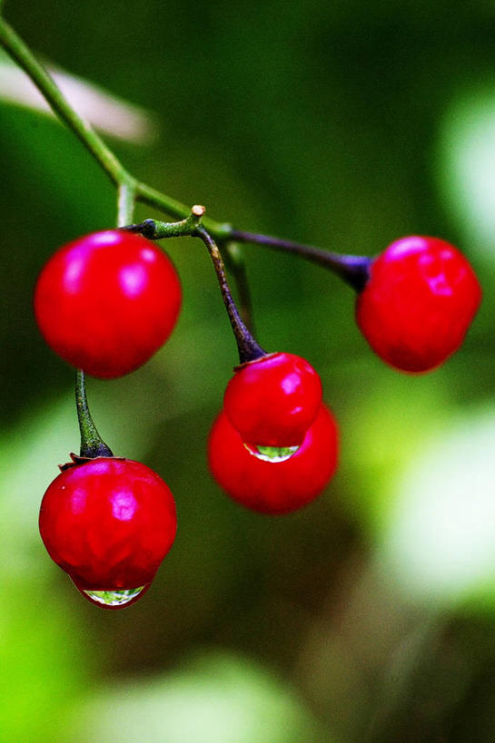 竖图,日本,摄影