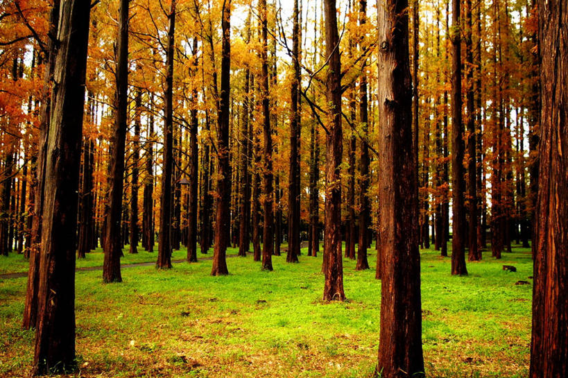 横图,东京,日本,首都,摄影