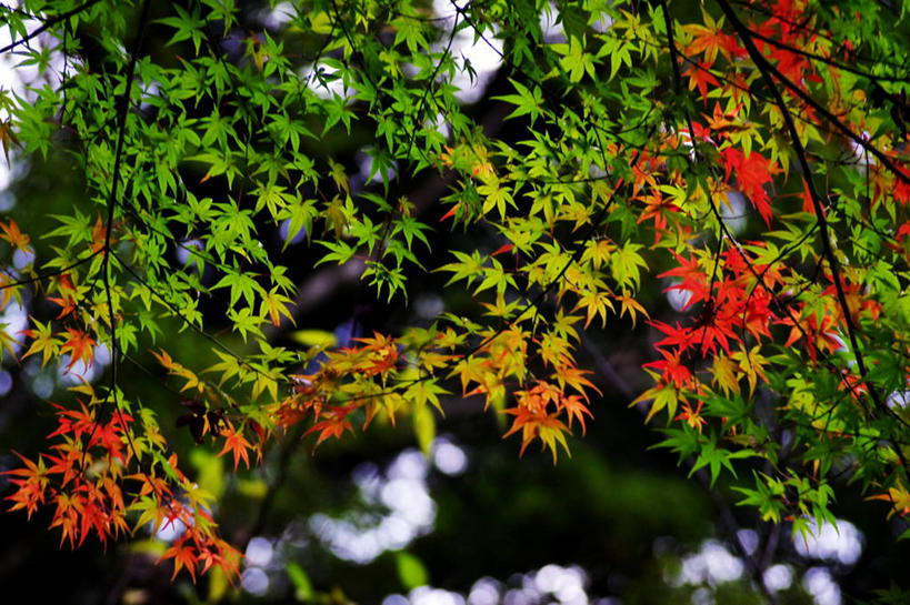 横图,日本,摄影