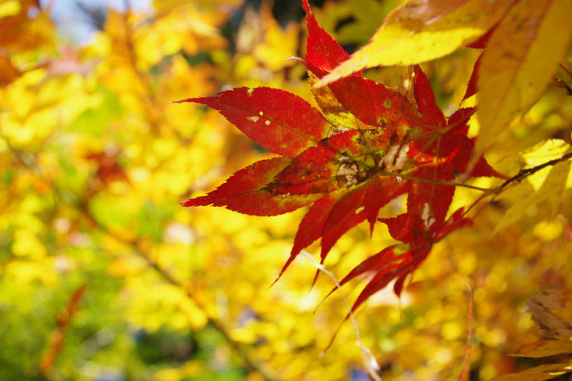 横图,日本,摄影