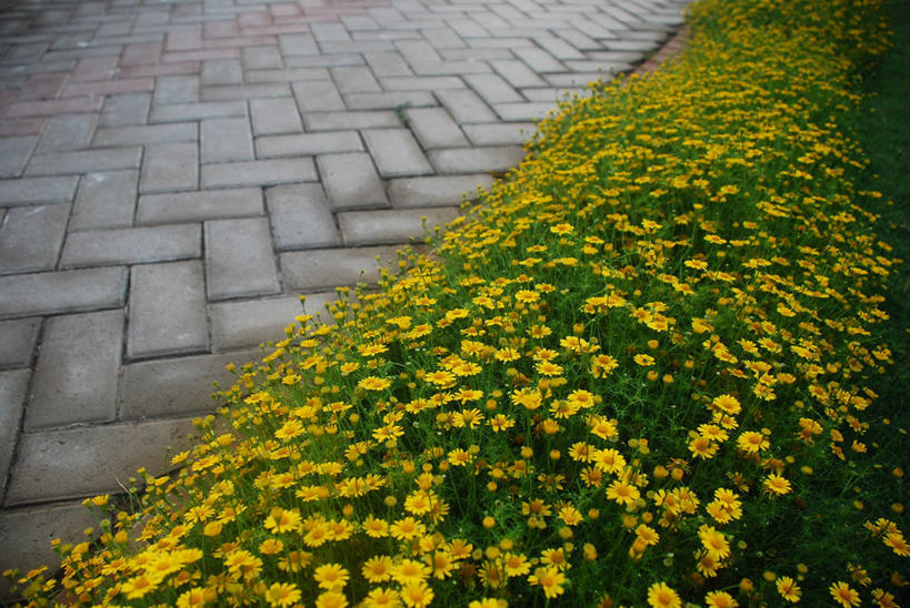 横图,巴基斯坦,摄影,卡拉奇