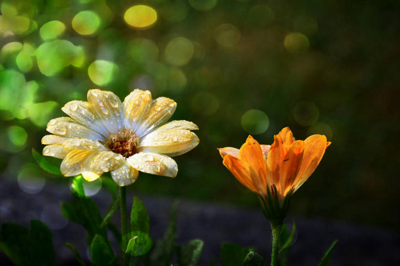 横图,比利时,摄影