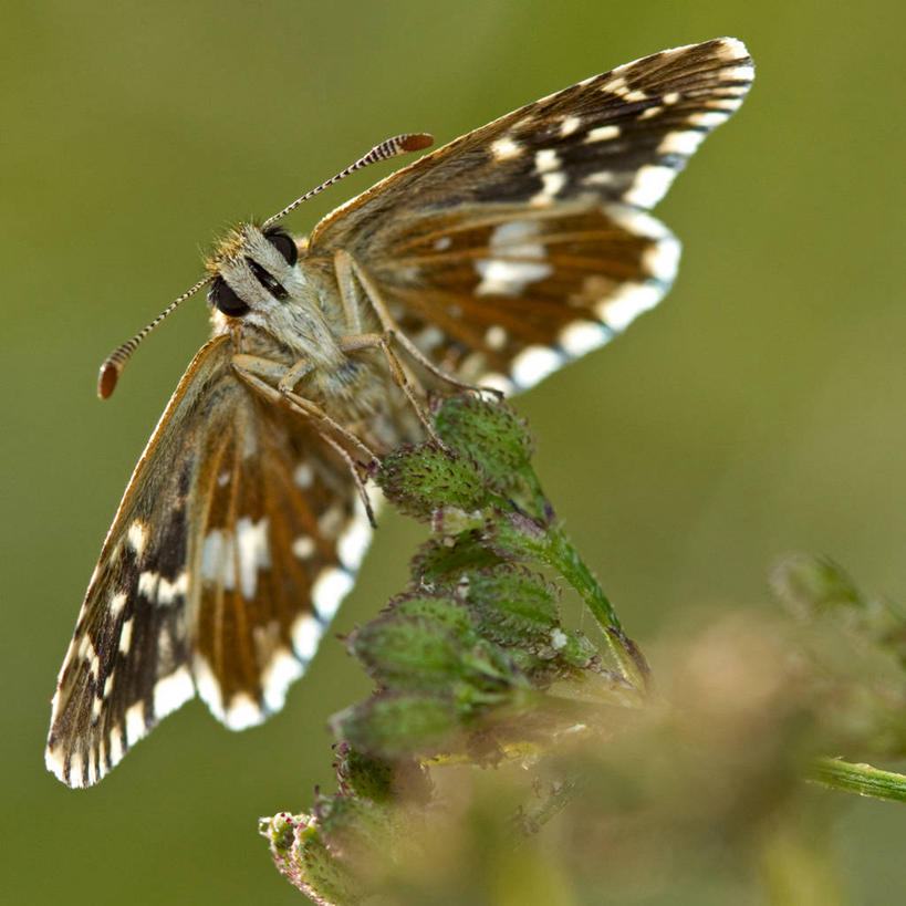 方图,法国,摄影,利穆赞