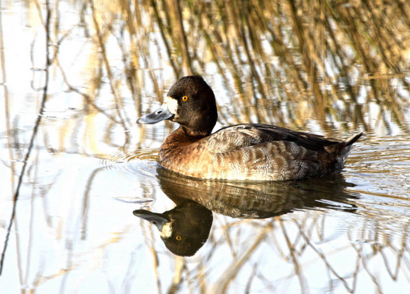 横图,美国,摄影