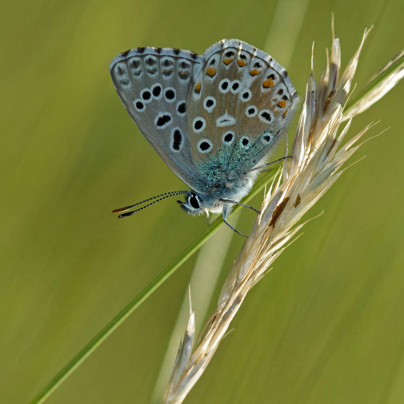 方图,法国,摄影,利穆赞