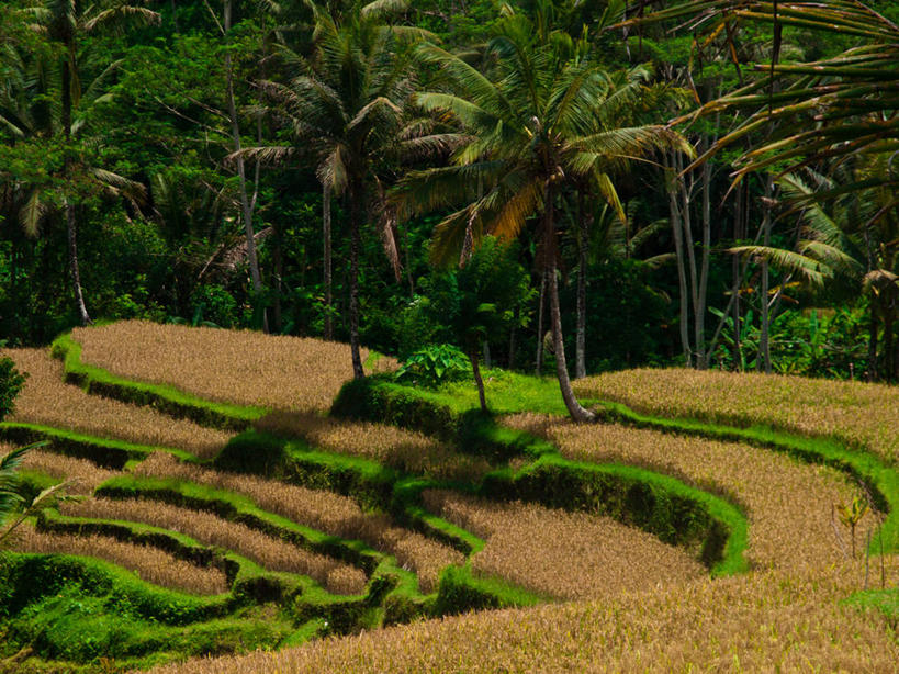 横图,印度尼西亚,摄影,巴厘