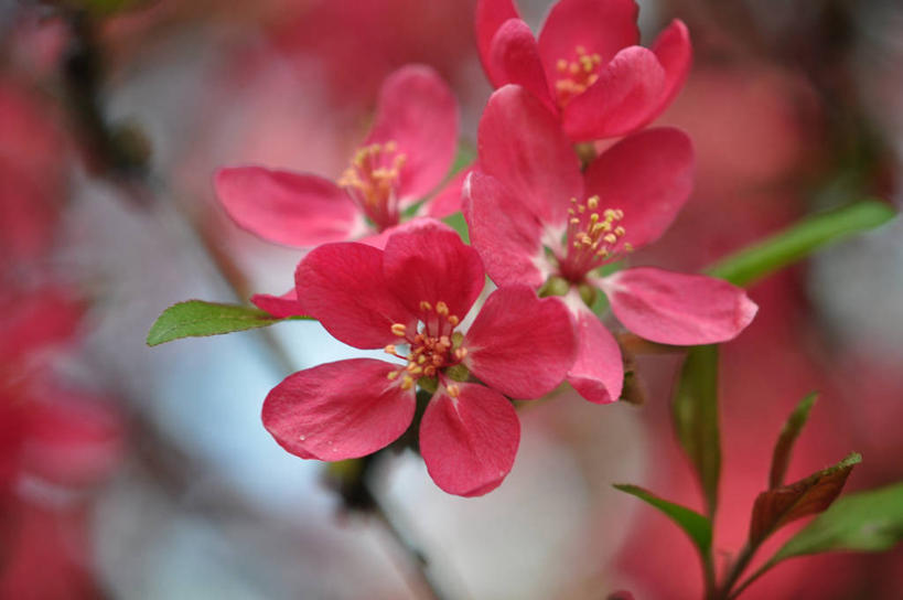 横图,奥地利,摄影