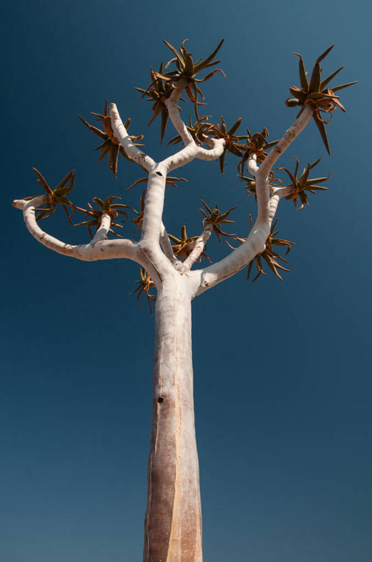 竖图,南非,摄影