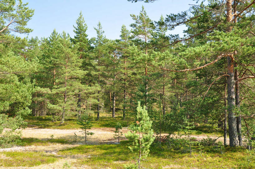 横图,爱沙尼亚,摄影