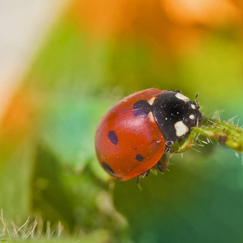 方图,德国,摄影