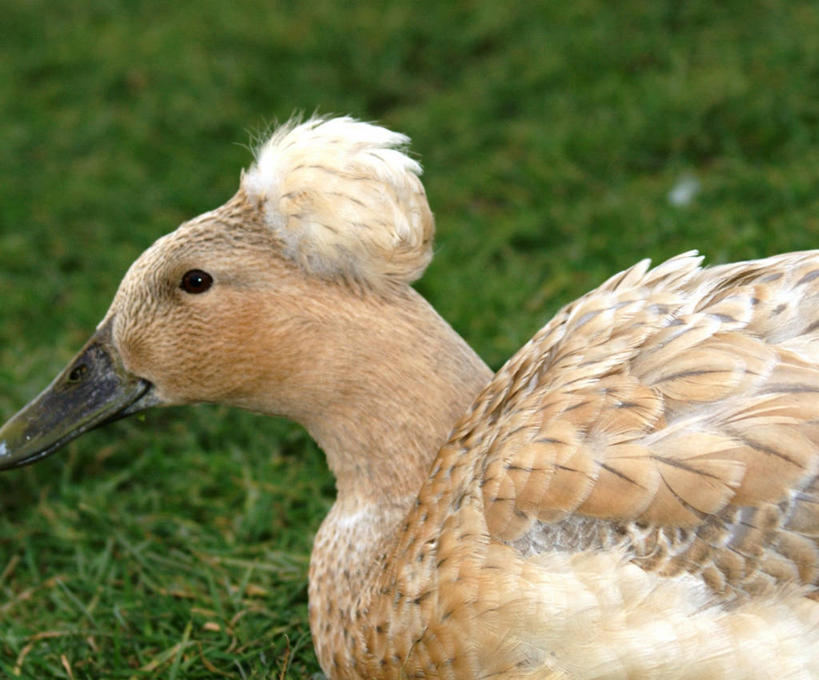 横图,英国,摄影