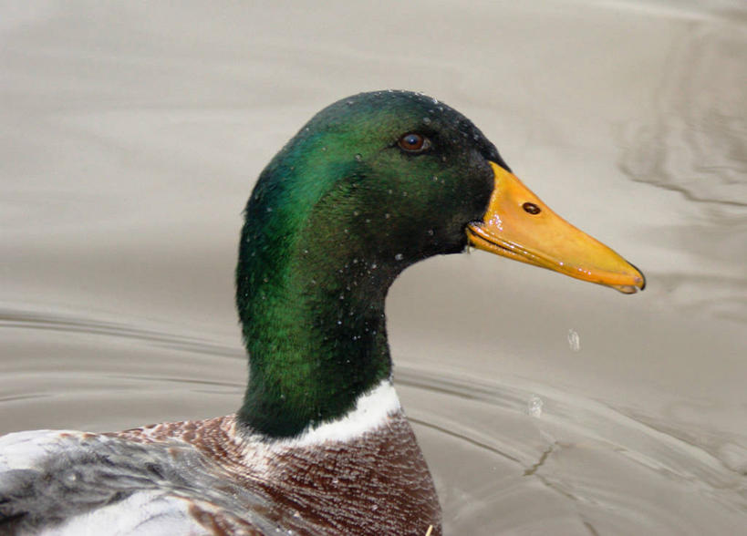 横图,英国,摄影,伍斯特郡