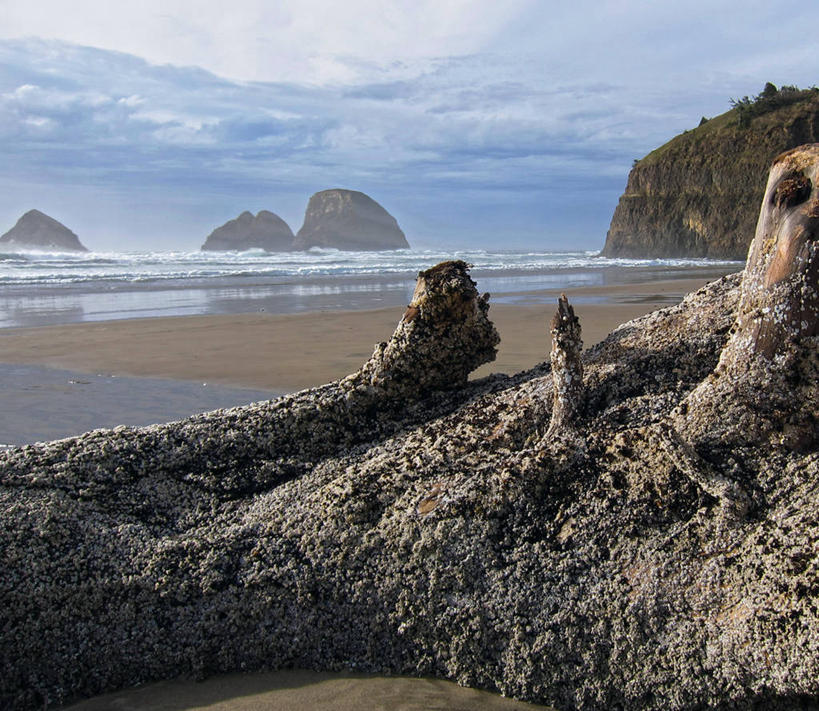 横图,美国,摄影,俄勒冈州,欧申赛德