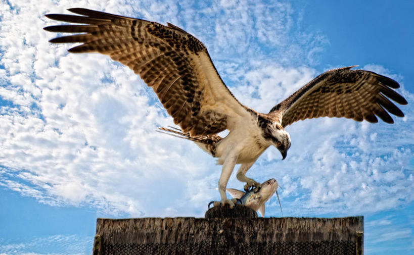 横图,美国,摄影,北美,北美洲,美洲,佛罗里达,佛罗里达州,佛州,阳光州,北亚美利加洲,亚美利加洲,美利坚合众国