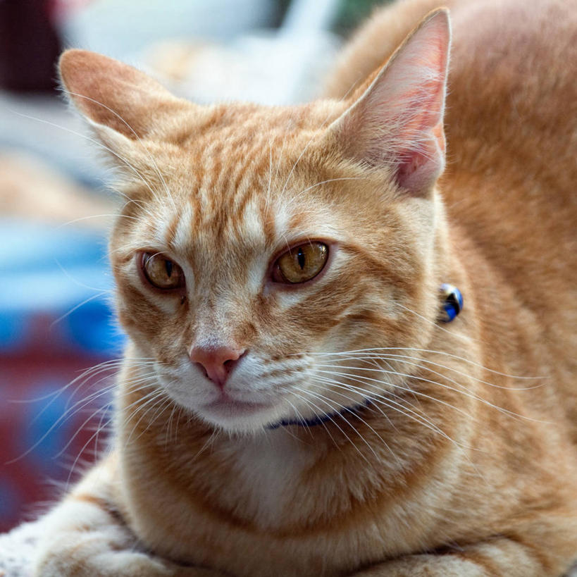 方图,美国,摄影