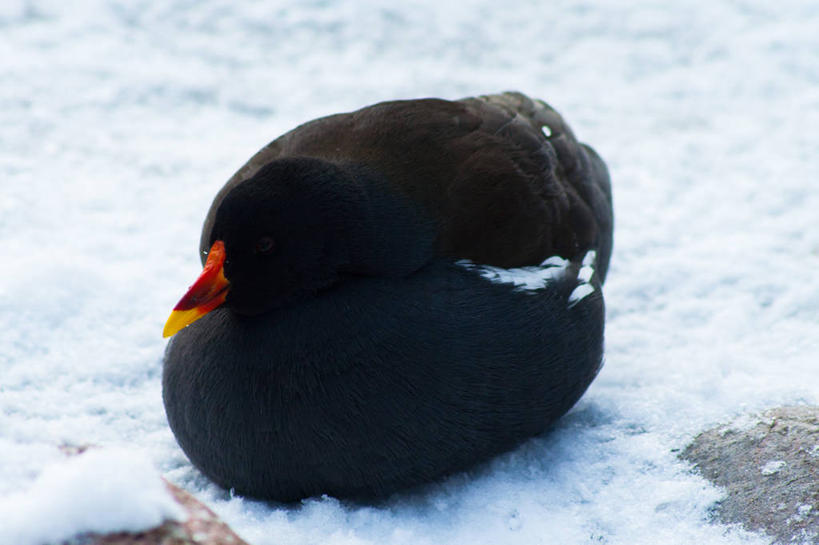 横图,瑞典,摄影