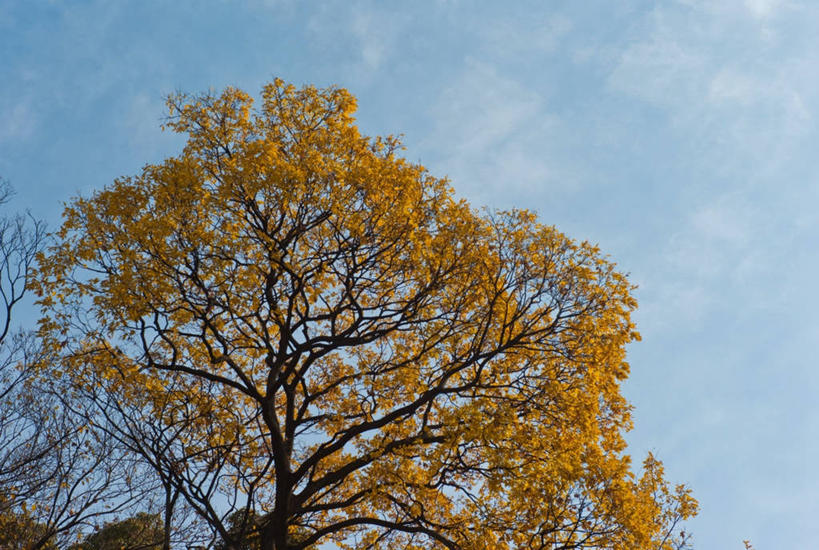 横图,爱知县,名古屋,日本,摄影