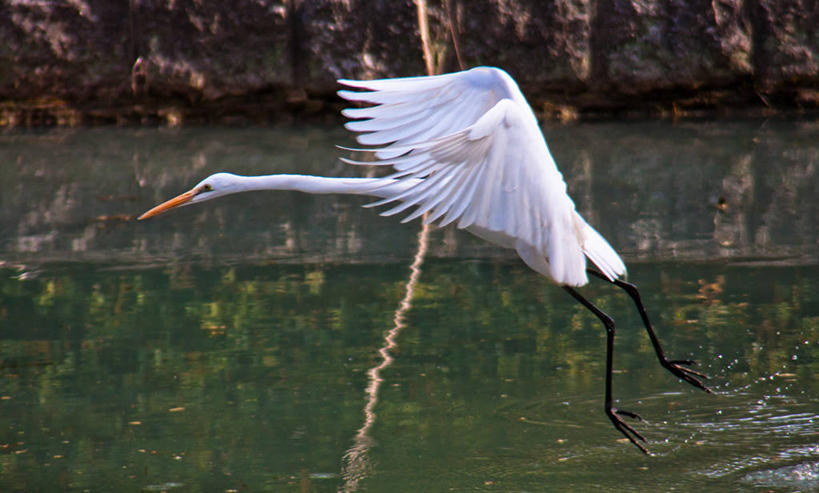 无人,横图,白天,侧面,水,白鹭,爱知县,名古屋,日本,摄影,彩图