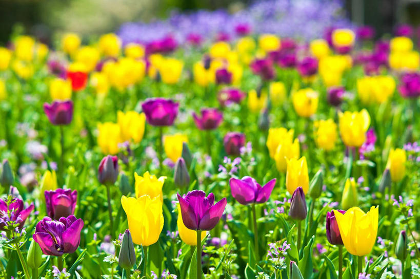横图,爱知县,名古屋,日本,摄影