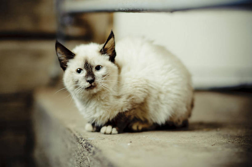 横图,摄影,立陶宛共和国