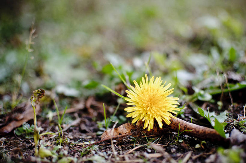 横图,摄影,立陶宛共和国
