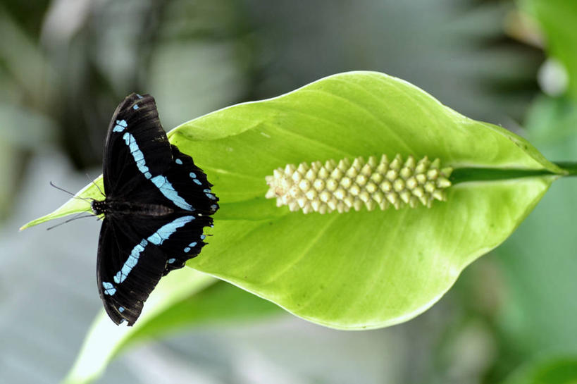 无人,横图,室外,特写,白天,百合花,野生动物,蝴蝶,英国,首都,自然,摄影,凤尾蝶,彩图